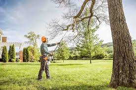 Best Storm Damage Tree Cleanup  in Jeffersonville, IN
