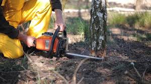 Best Lawn Renovation and Restoration  in Jeffersonville, IN