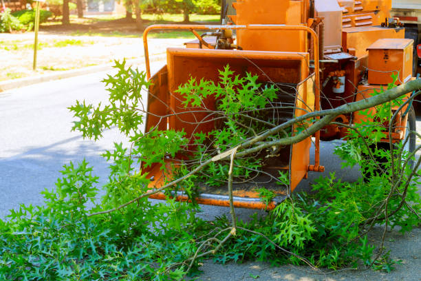 Best Lawn Drainage Solutions  in Jeffersonville, IN