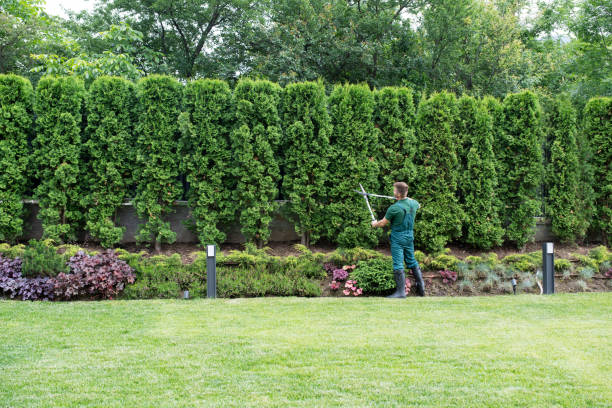 Best Sod Installation  in Jeffersonville, IN