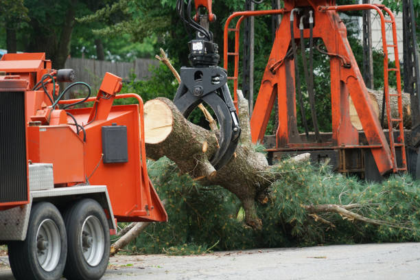 Best Tree and Shrub Care  in Jeffersonville, IN