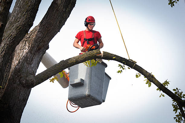 Best Arborist Consultation Services  in Jeffersonville, IN
