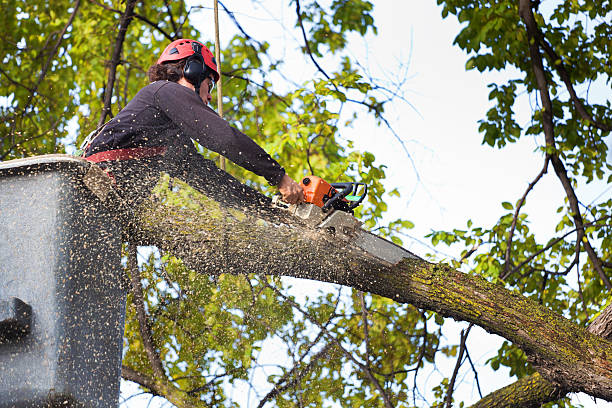 Best Commercial Tree Services  in Jeffersonville, IN